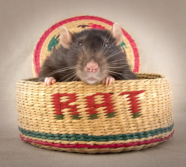 Two rats surprise in the basket — Stock Photo, Image