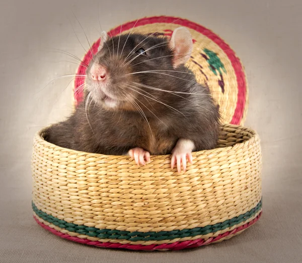 Two rats surprise in the basket — Stock Photo, Image