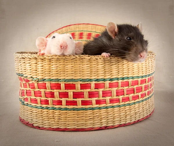Dwa szczury niespodzianka w koszyku — Zdjęcie stockowe