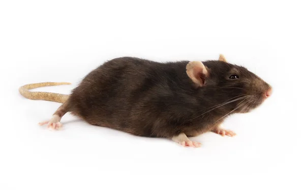 Zwarte rat geïsoleerd — Stockfoto