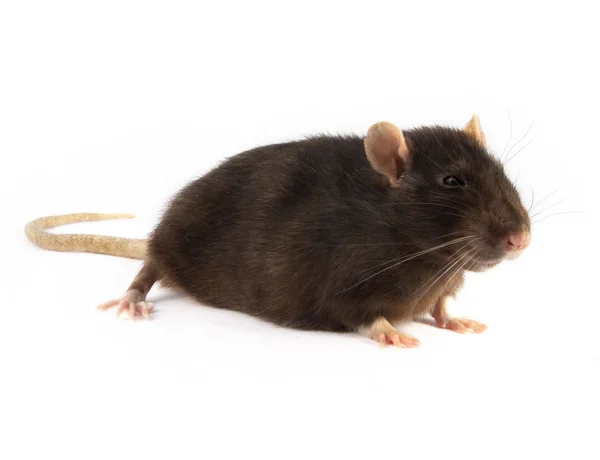 Zwarte rat geïsoleerd — Stockfoto