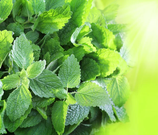 Fresh mint leaves — Stock Photo, Image