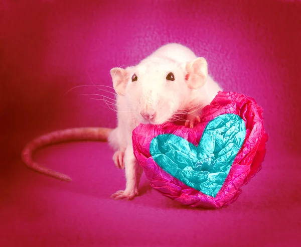 Rat hart, liefde — Stockfoto