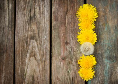 ahşap zemin üzerine sarı dandelions