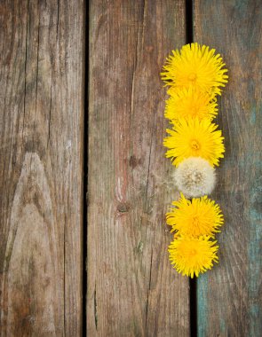 ahşap zemin üzerine sarı dandelions
