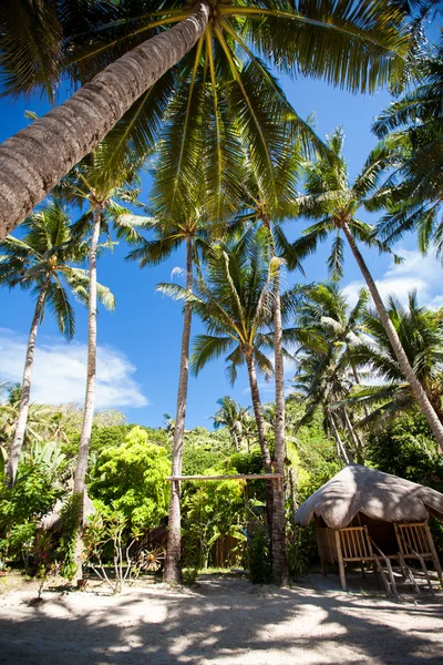 Palm trees — Stock Photo, Image