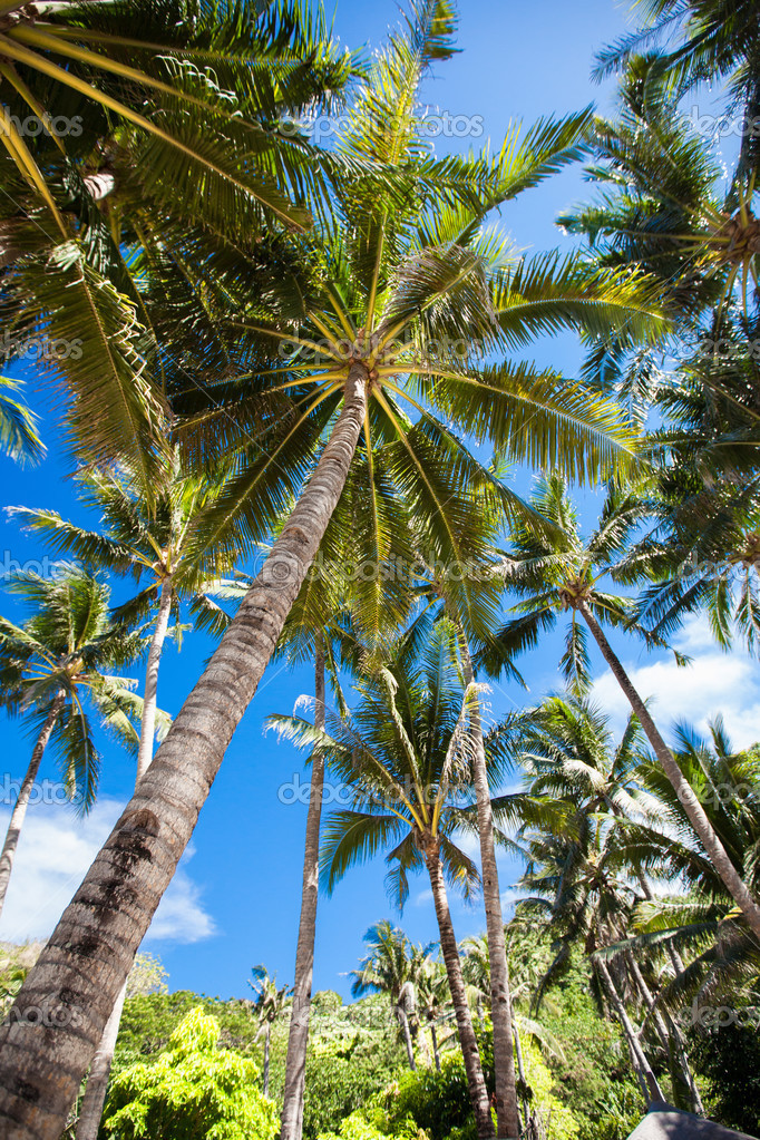 棕榈树– 图库图片