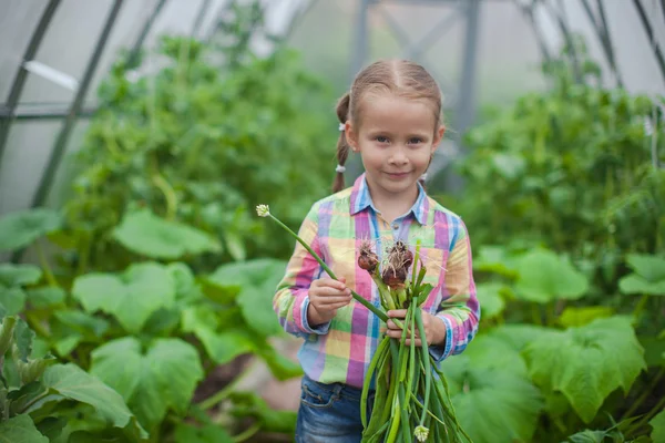 Porträt eines kleinen Mädchens sammelt die Zwiebeln im Gewächshaus — Stockfoto