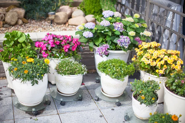 Belles fleurs colorées dans un pot de fleurs dans la cour — Photo