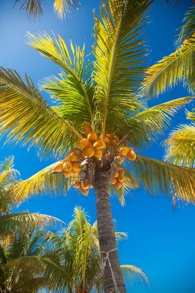 Palmera de coco tropical con coco amarillo contra el cielo azul —  Fotos de Stock