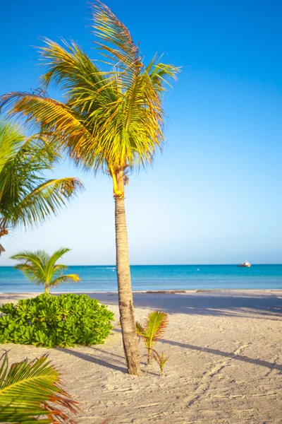 High palm tree on white sand beach in exotic resort — Stock Photo, Image