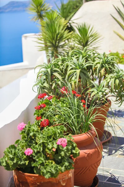 Traditionelle Blumen in Töpfen auf den griechischen Straßen — Stockfoto