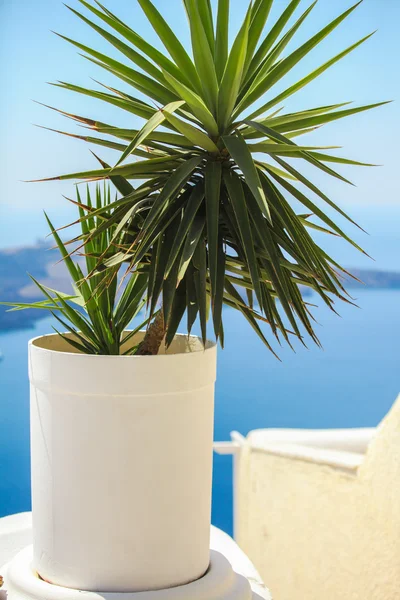 Plantera i en blomkruka mot havet i santorini — Stockfoto