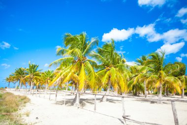Palm grove on the sandy tropical beach clipart