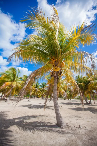 Большая зеленая пальма на переднем плане в пальмовой роще — стоковое фото