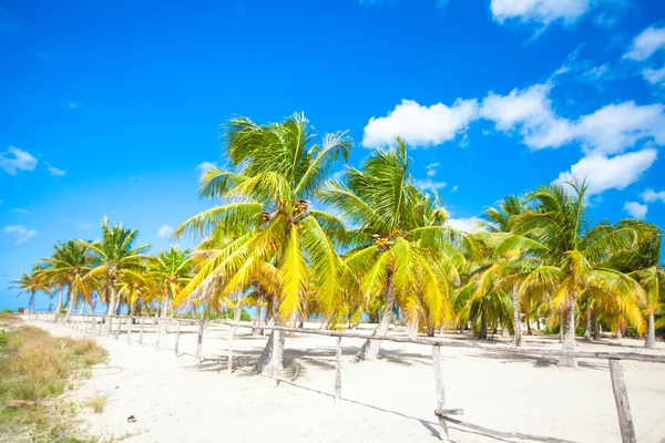 Palm grove op het tropische zandstrand — Stockfoto