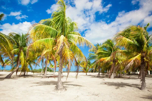 Palm grove on the sandy tropical beach at exotic country — Stock Photo, Image
