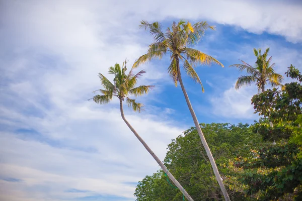 Coconut palmträd på sandstranden i Filippinerna — Stockfoto