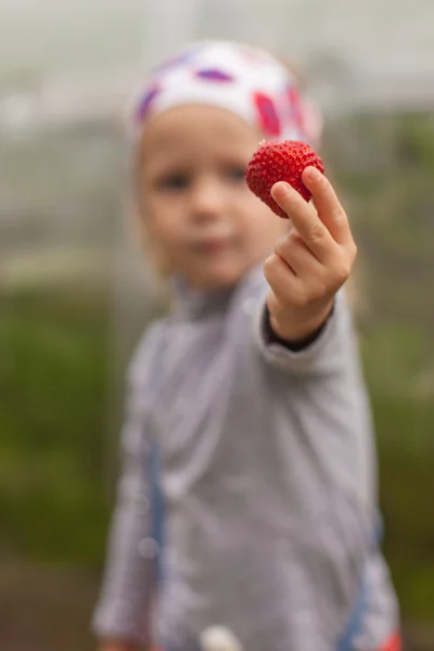 Close-up of strawberries in the hands of a little girl — Stock Photo, Image