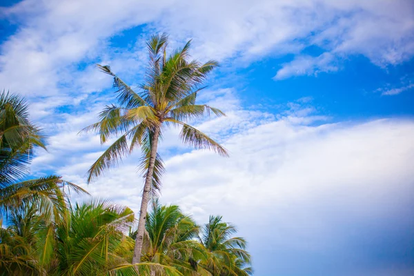 Kokosová palma na písečné pláži v Filipínách — Stock fotografie