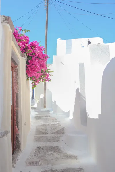 Piękne brukowane uliczki z bougainvillea na stary tradycyjny biały dom w emporio santorini, Grecja — Zdjęcie stockowe