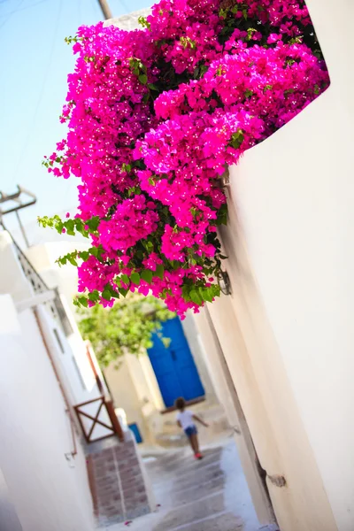 Vackra kullerstensgator med bougainvillea på det gamla traditionella vita huset i emporio santorini, Grekland — Stockfoto