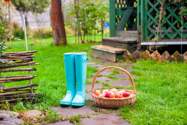 Închidere de cizme de cauciuc colorate și coș mare cu mere roșii în grădină — Fotografie, imagine de stoc