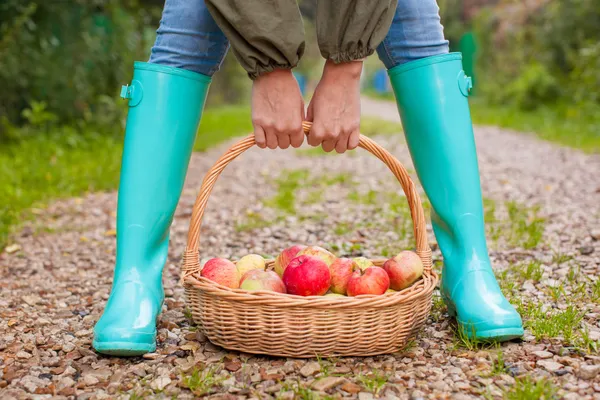 Close-up of hands holding the basket with yellow, red apples and rubber boots on young girl — Stock Photo, Image