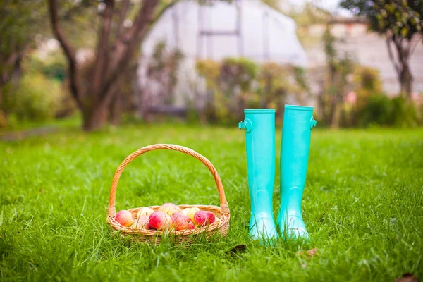 Renkli lastik çizme ve büyük sepet Kırmızı elma bahçesinde ve yakın çekim — Stok fotoğraf