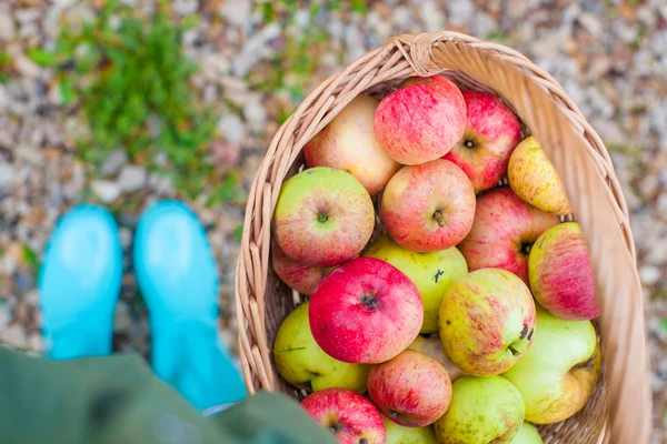 Top view of Straw basket with red apples and bright rubber boots at the grass — Stock Photo, Image