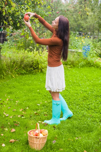 Young woman collects a cozy fresh apples from tree in the garden — Stock Photo, Image