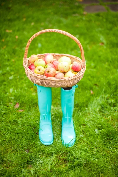 Strohkorb mit roten und gelben Äpfeln steht auf bunten Gummistiefeln im Gras — Stockfoto