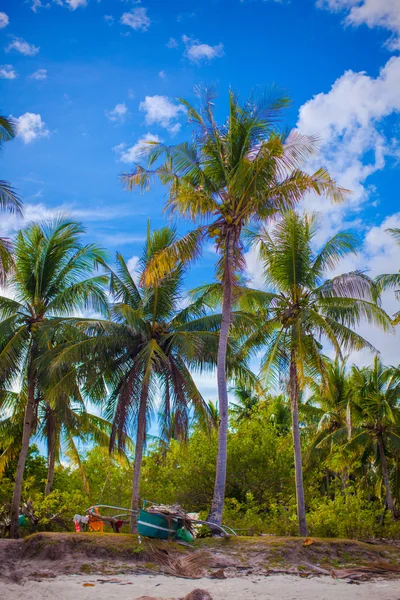 Palmera de coco en la playa de arena en Filipinas —  Fotos de Stock