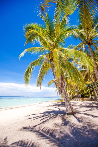 Desert island with palm tree on the beach — Stock Photo, Image