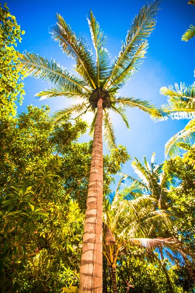 Palmera de coco en la playa de arena —  Fotos de Stock