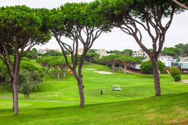 Golf sahasında mükemmel yeşil çimen