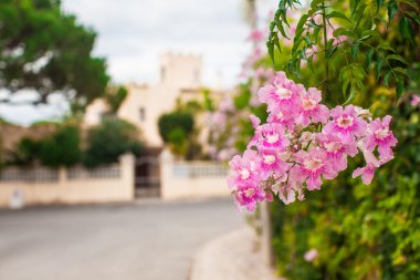 festői vidéken üres road, rózsaszín virágokkal