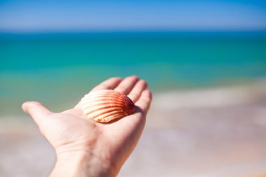 Cockleshell el arka planda deniz