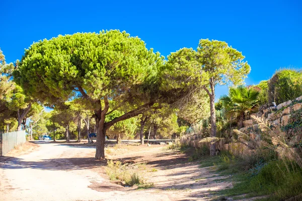 Grote verspreiding boom op een verlaten landweg in het dorp Europese — Stockfoto