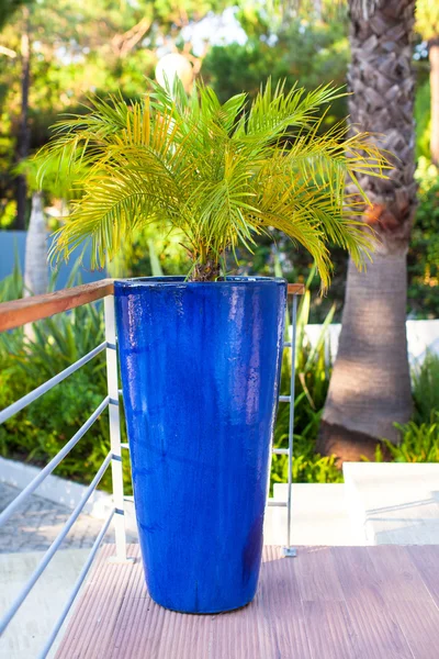 Grande vaso azul com flores em Portugalia — Fotografia de Stock