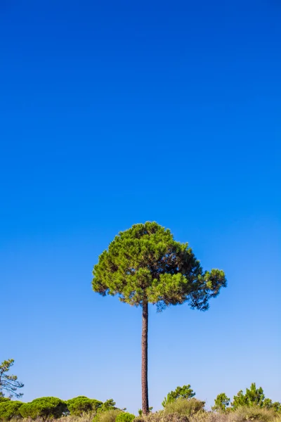 Vysoký strom na pozadí modré oblohy — Stock fotografie