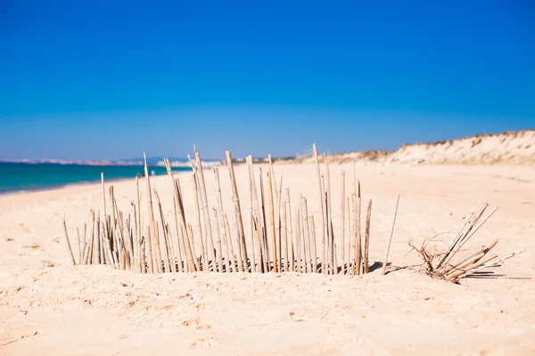Droge hek van riet op een verlaten kust in faro, portugal — Stockfoto