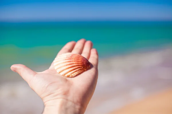 Cockleshell on hand background the sea — Stock Photo, Image
