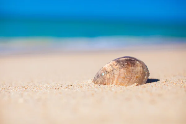 Closeup of seashell on background the sea Stock Photo