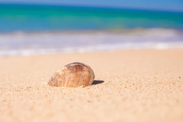 Closeup of seashell on background the sea Royalty Free Stock Images