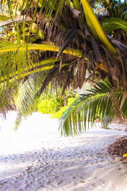 egzotik beyaz plaj tropikal Adası