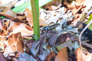 Seyşel Adaları üzerinde kuru yaprakları kertenkele