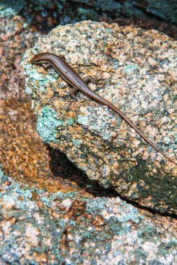 kertenkele Seyşeller yumuşak taşlar üzerinde