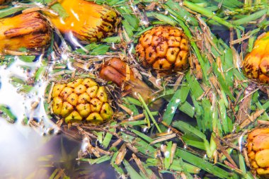 Seyşel Adaları, kirli su olgun ananas