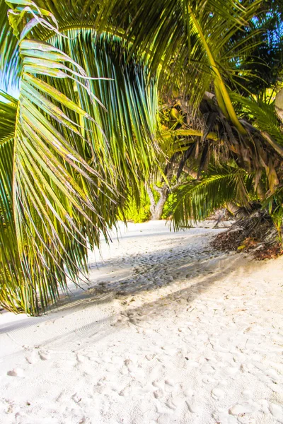 Plage de sable blanc exotique à l'île tropicale — Photo